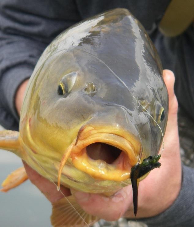 fish :) - lacarpe.jpg